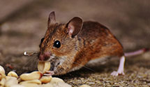 24 Hour & Emergency Exterminators in Ft Myers, FL